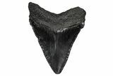 Serrated, Juvenile Megalodon Tooth - South Carolina #340419-1
